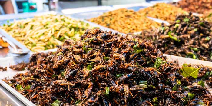Du lịch Thái Lan: Côn trùng chiên (Fried Insects)