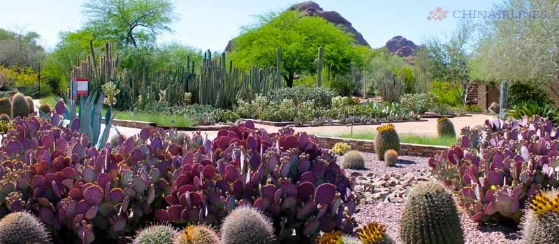 Desert Botanical Garden
