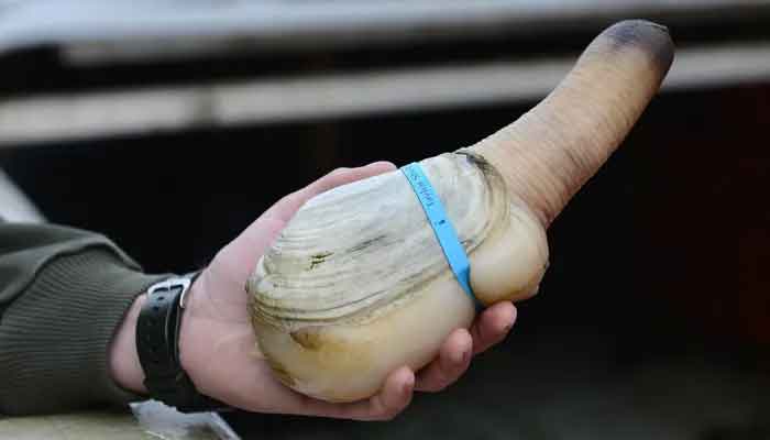 Geoduck (Tu hài/Ốc vòi voi)